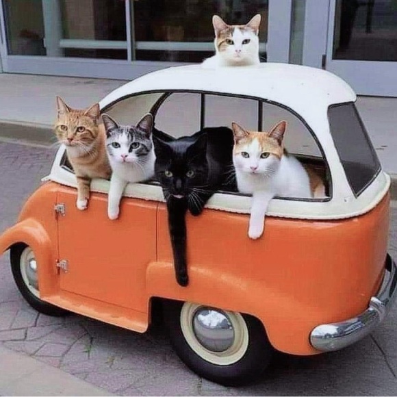 Live now! CCTreasureChest $3 Starts Like to be notified. Clothes, Jewelry Plus! - Picture 3 of 12